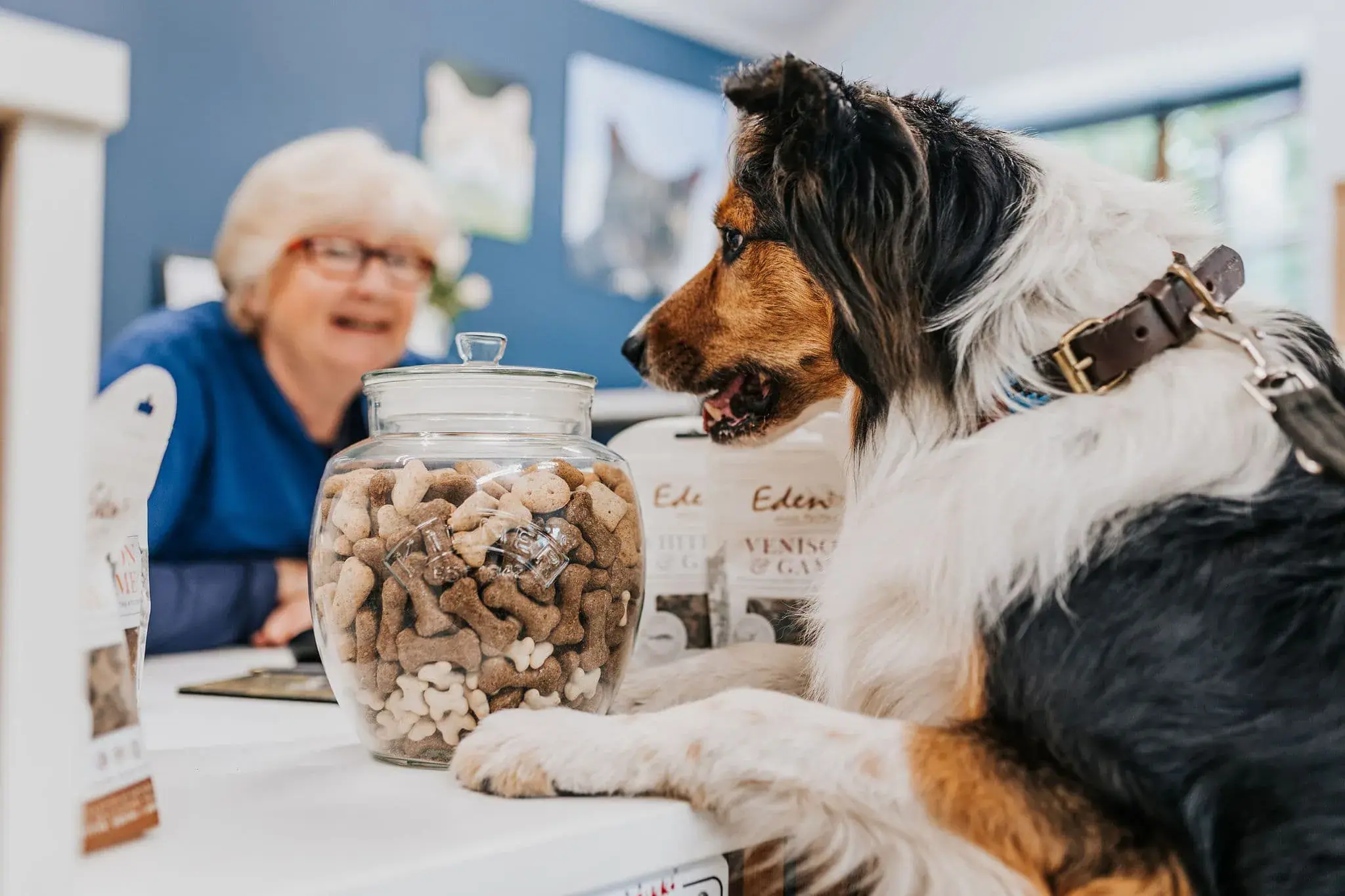 Independent vets you can trust in Chichester