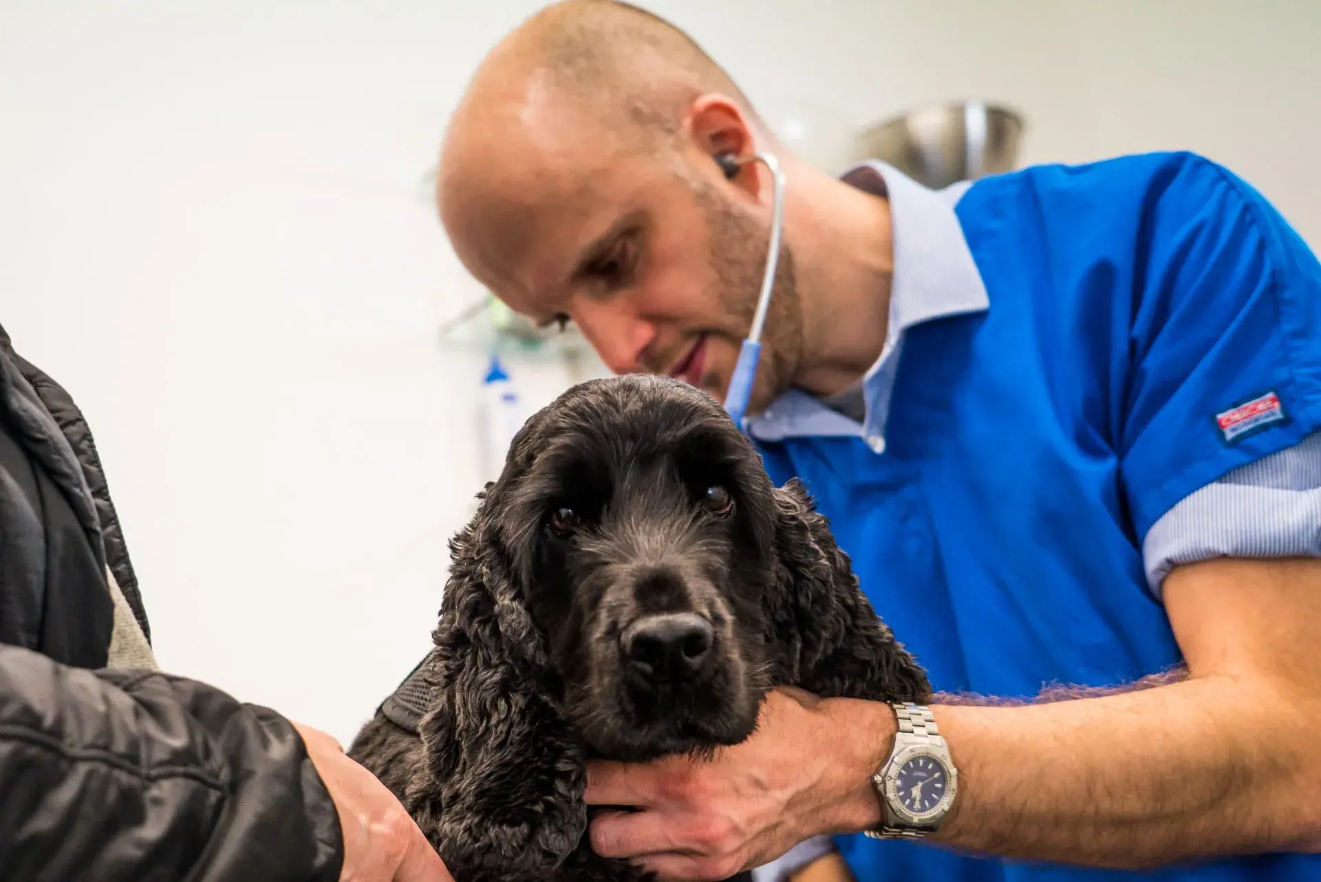 Dundas Veterinary Group - Dundas Street practice photo