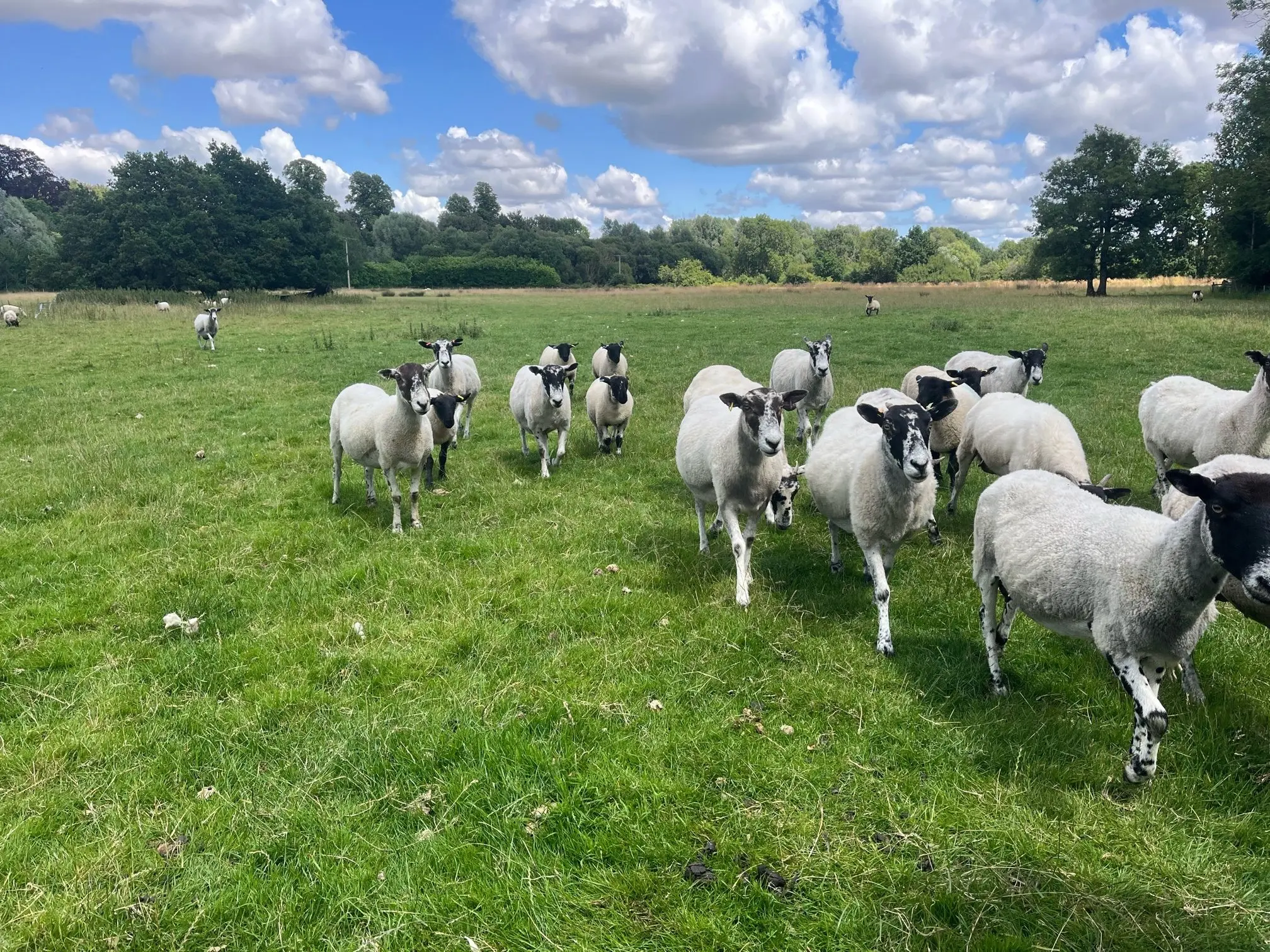 Friars Moor Livestock Health practice photo 2