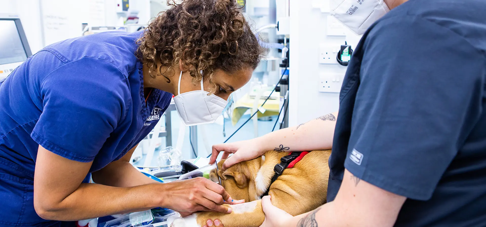 Optivet Referrals - Hampshire practice photo
