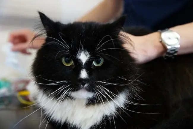 Cat - Elvis