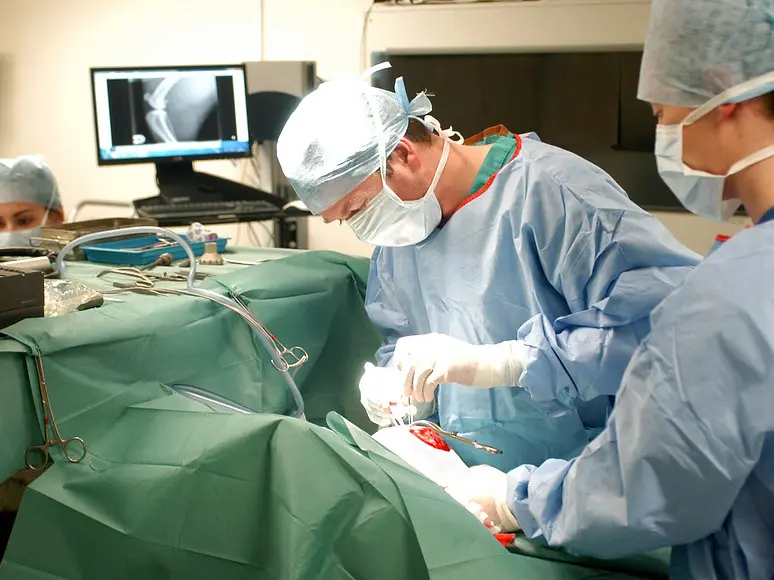 VetOrtho Referrals - Portadown practice photo 2