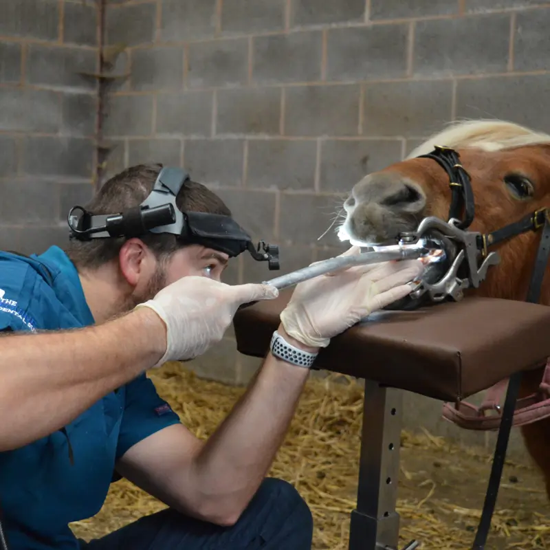 The Equine Dental Surgery practice photo 3