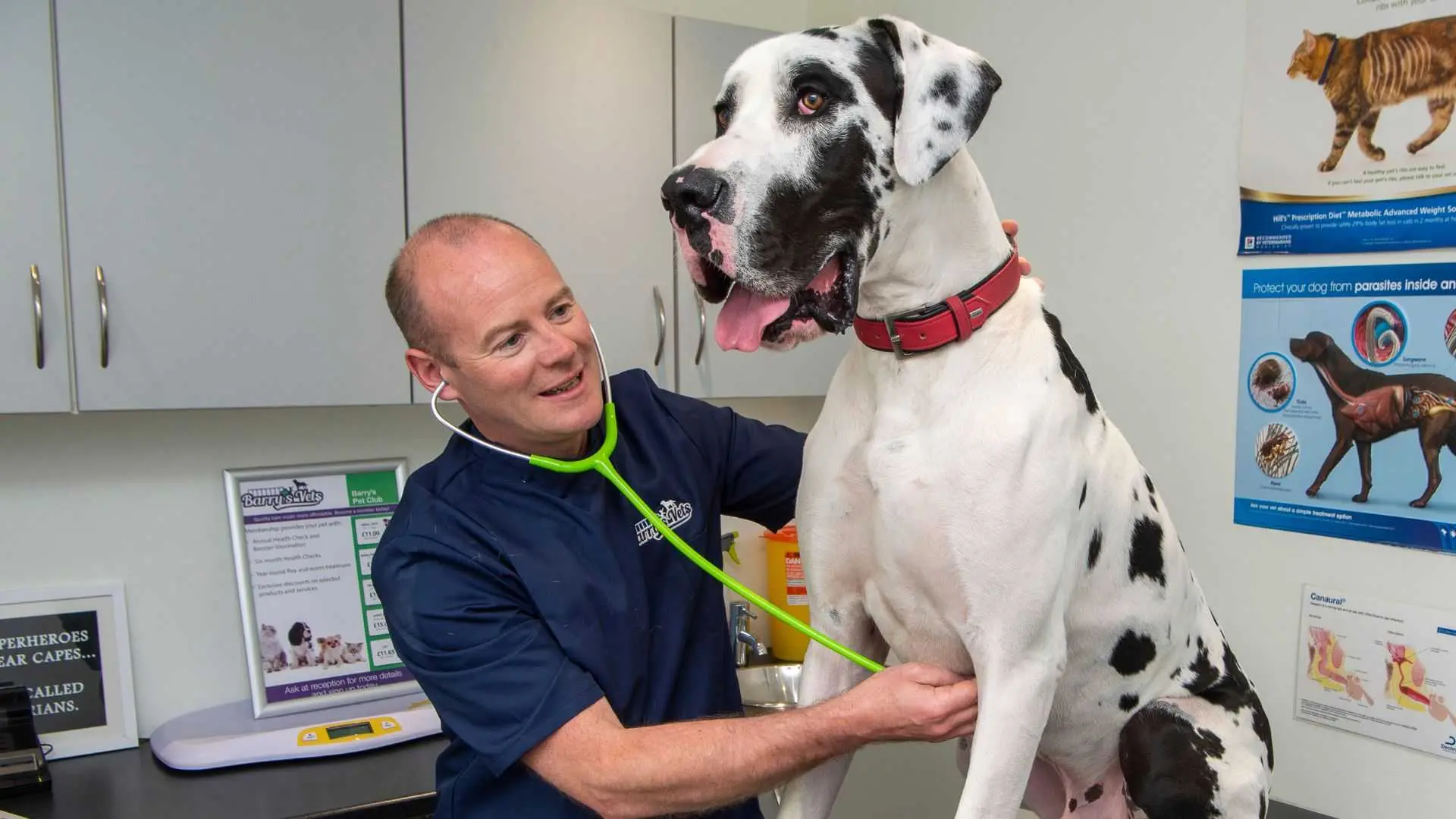 Barry's Vets Dromore practice photo 2