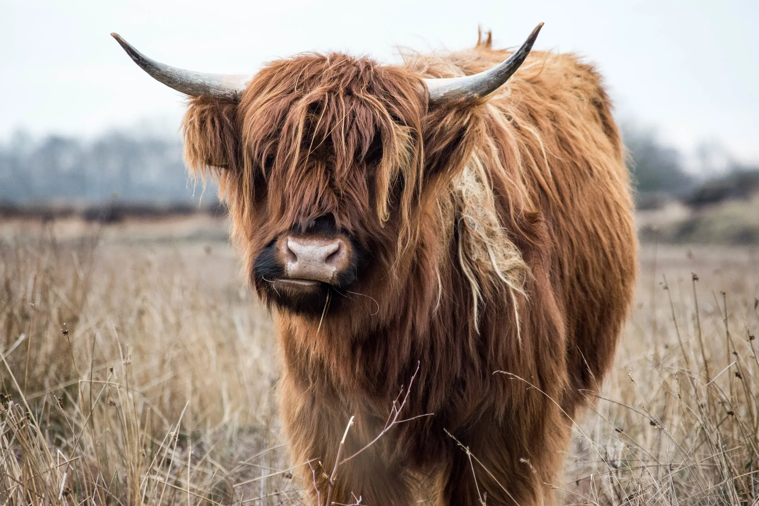 Dalriada Veterinary Surgery practice photo 2