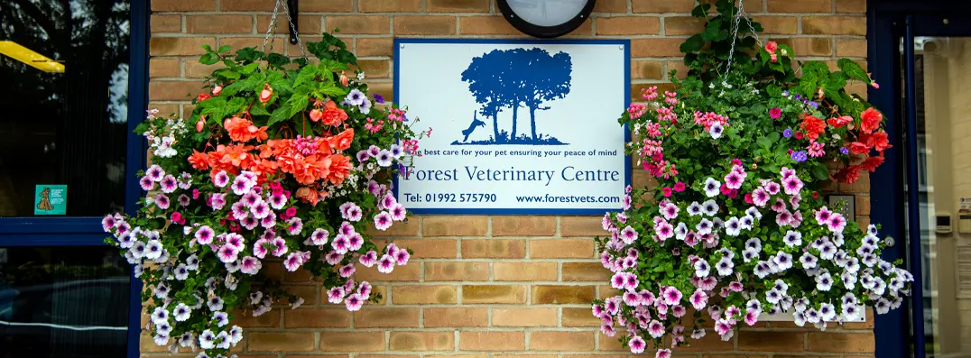 Forest Vets Woodford Bridge branch