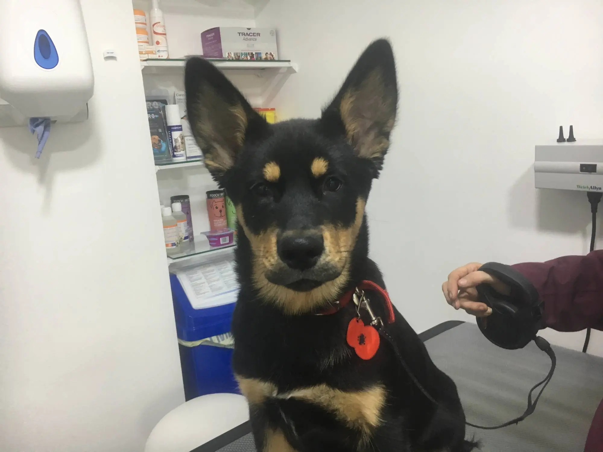 Vetcare practice photo