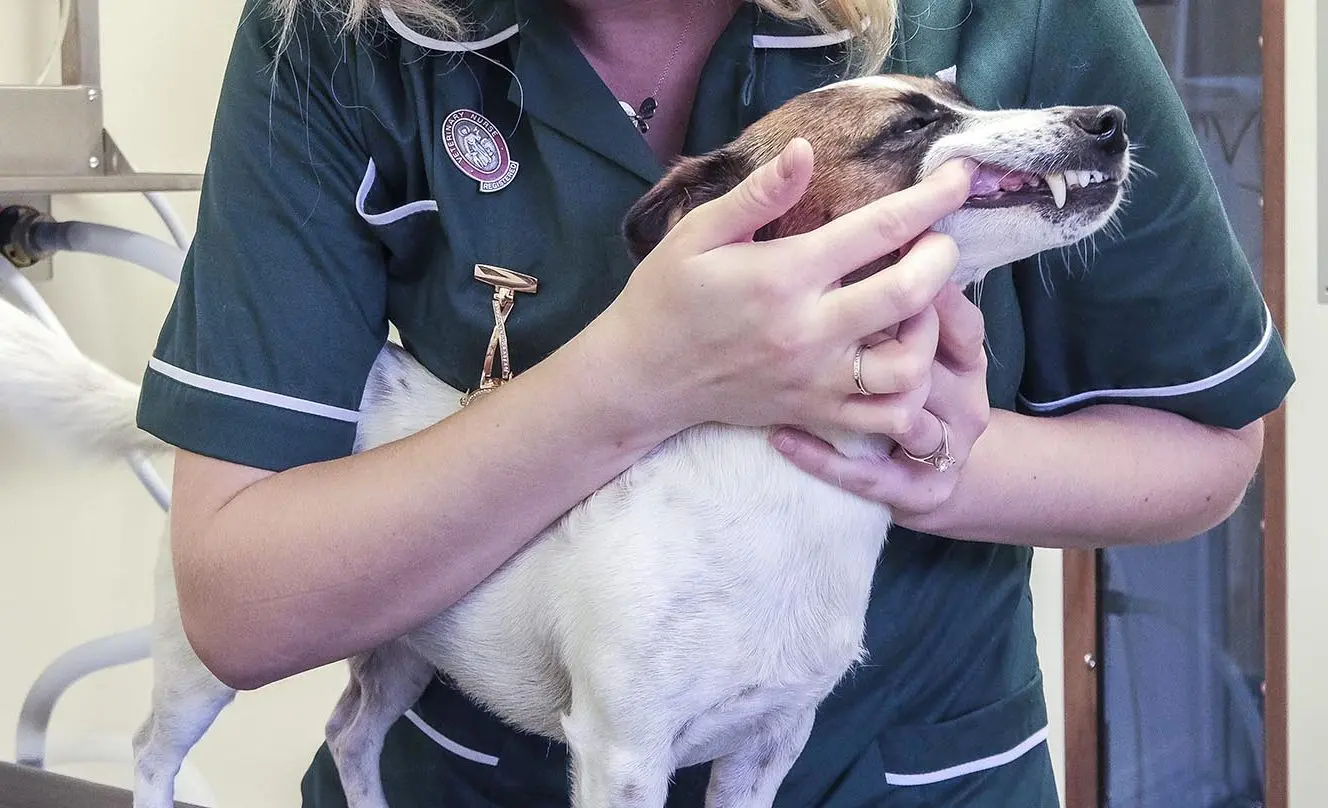 Piddle Valley Vets practice photo