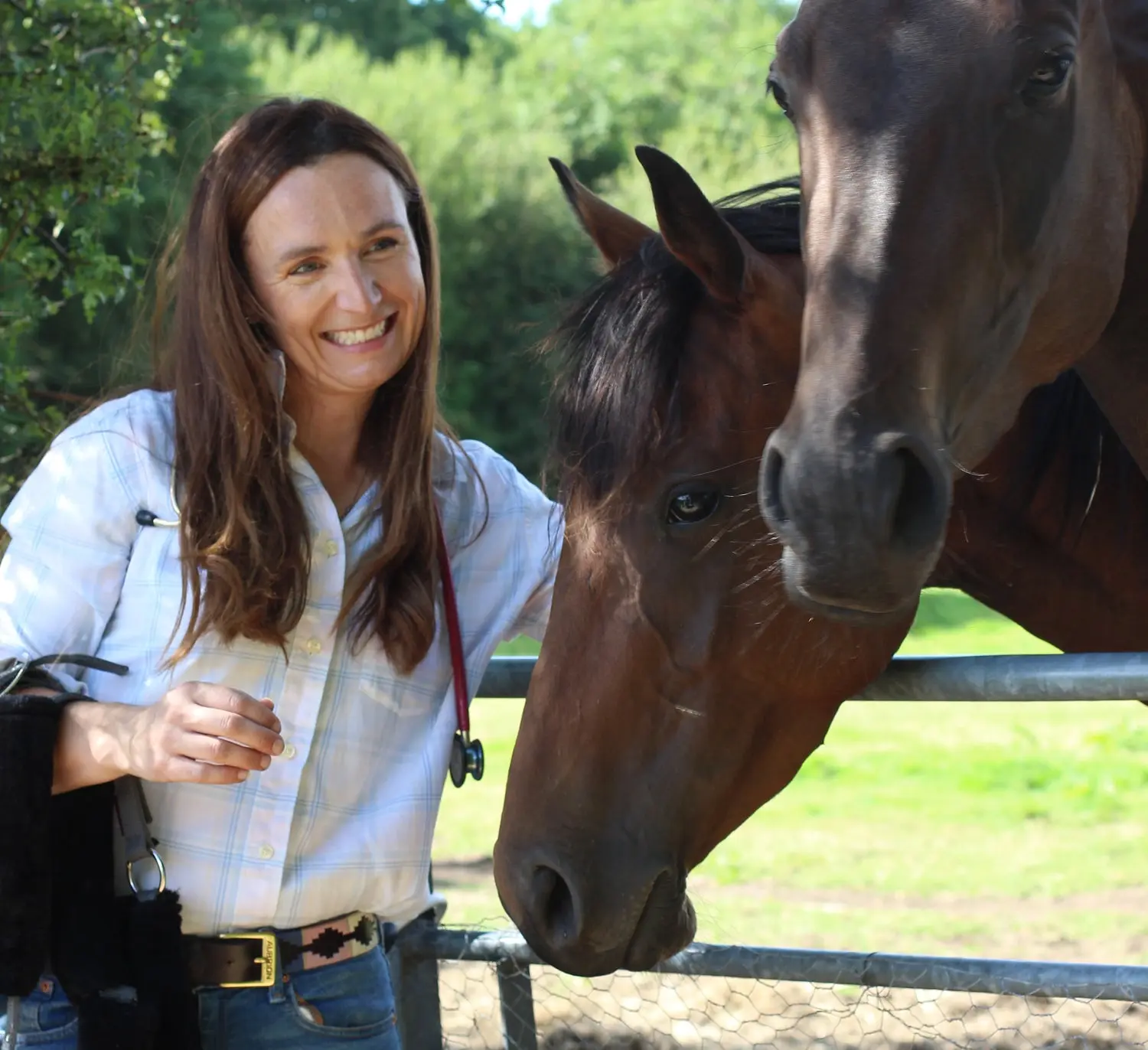 The Horse Vet practice photo