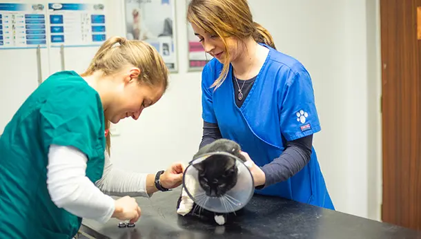 Cat bandage