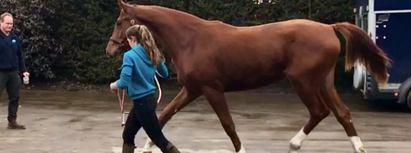 RW Equine Vet practice photo 4