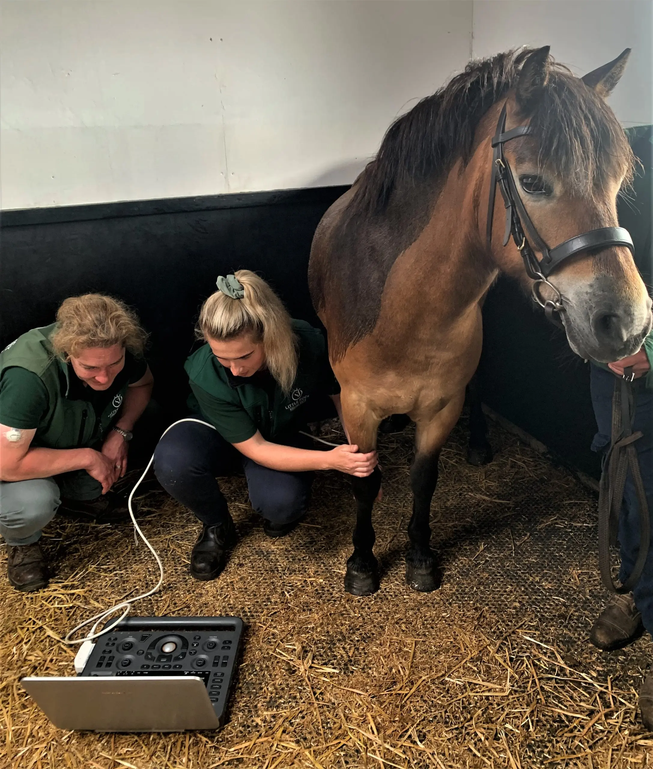 Little Rock Equine Vets practice photo