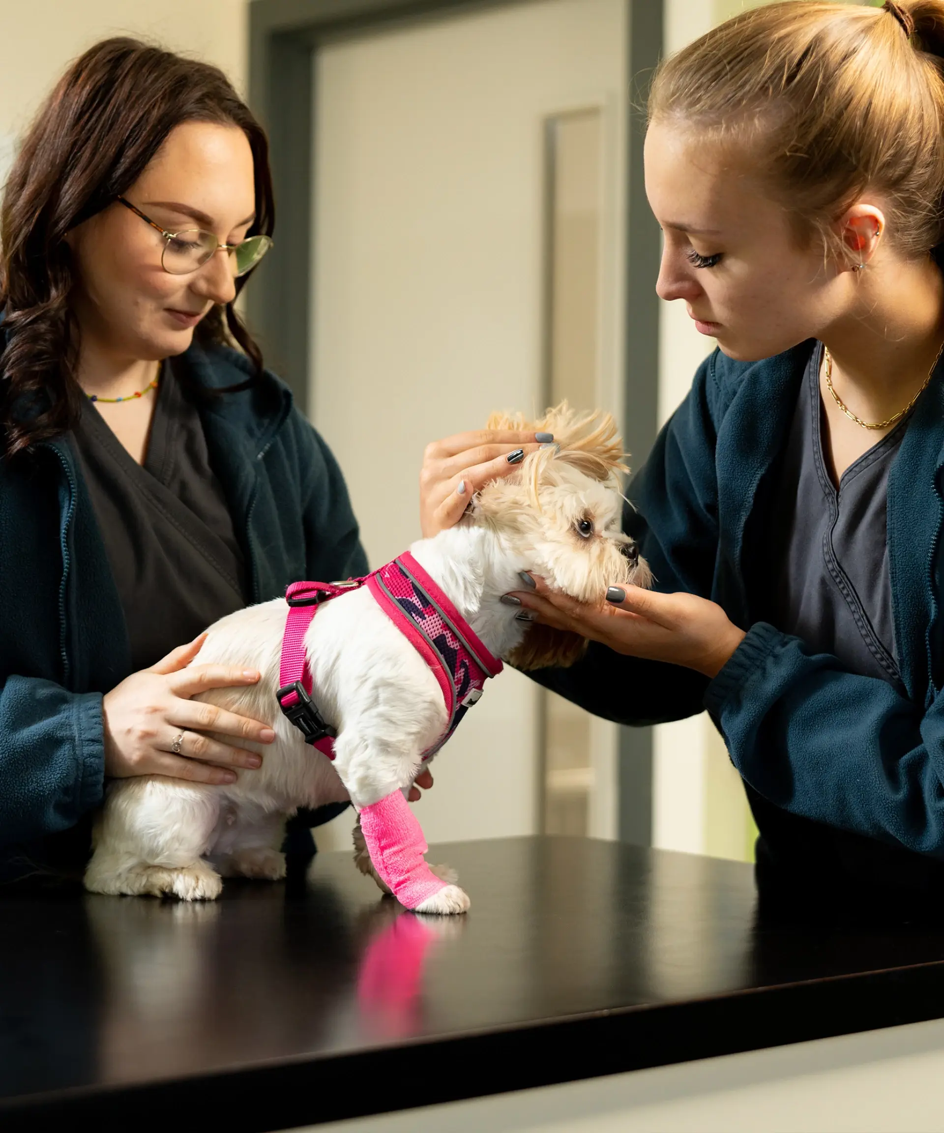 Cornerstone Veterinary Clinic practice photo