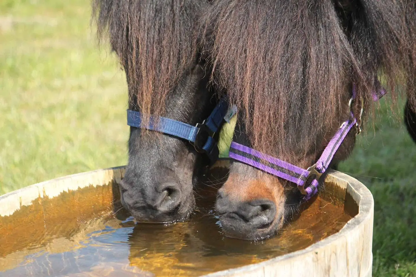 Priors Farm Equine Veterinary Surgery - Forest Row practice photo