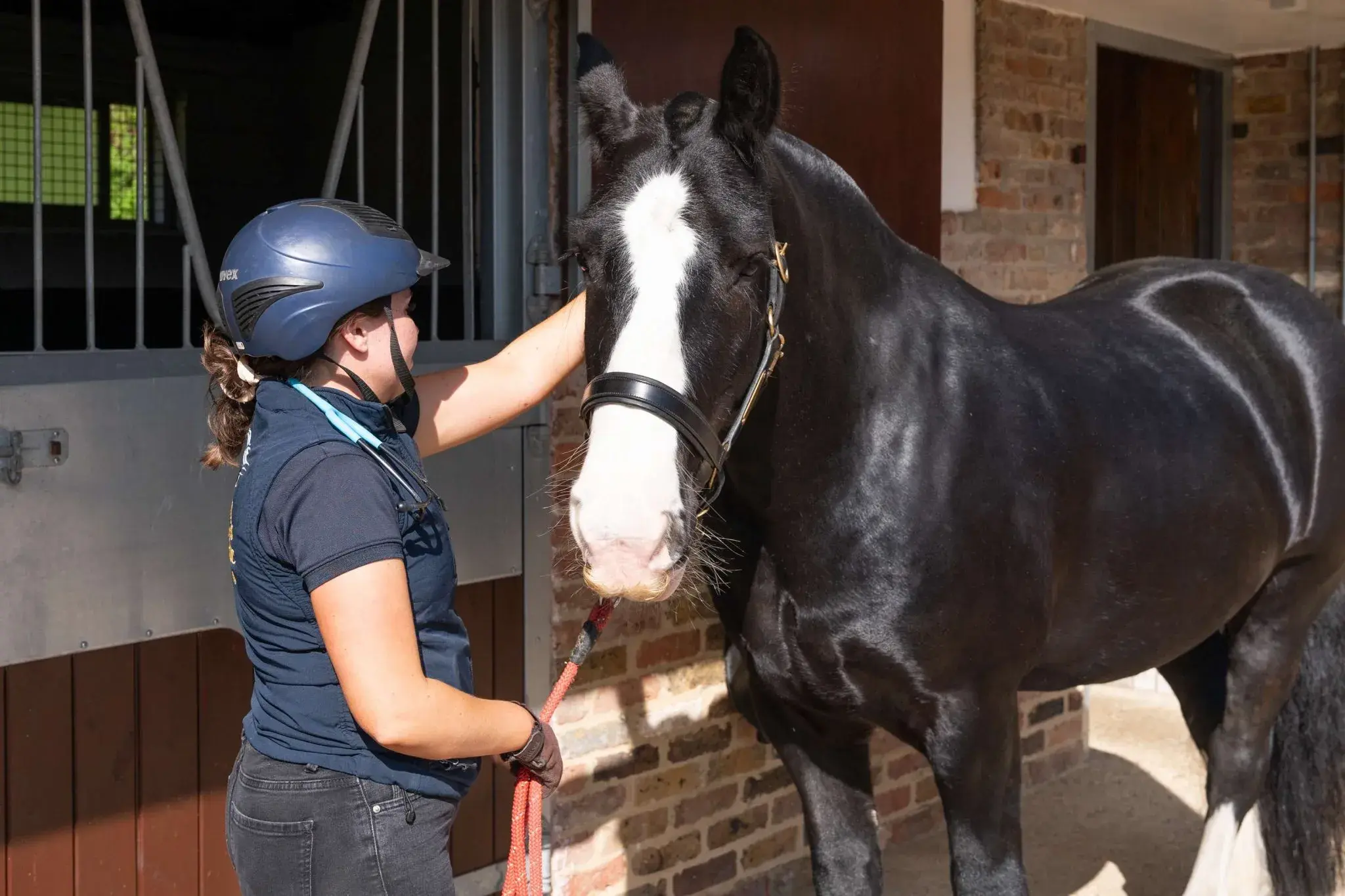 Scott Dunn's Equine Clinic practice photo