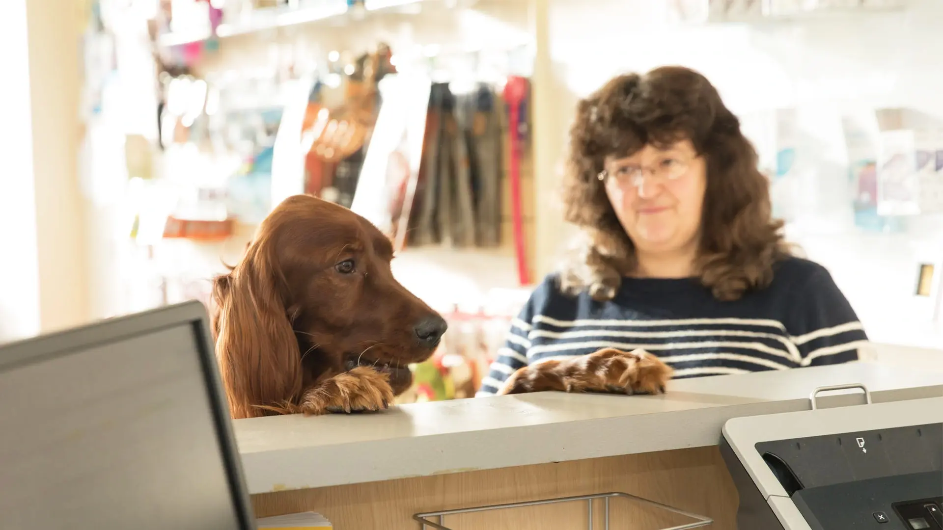 brown dog on the counter