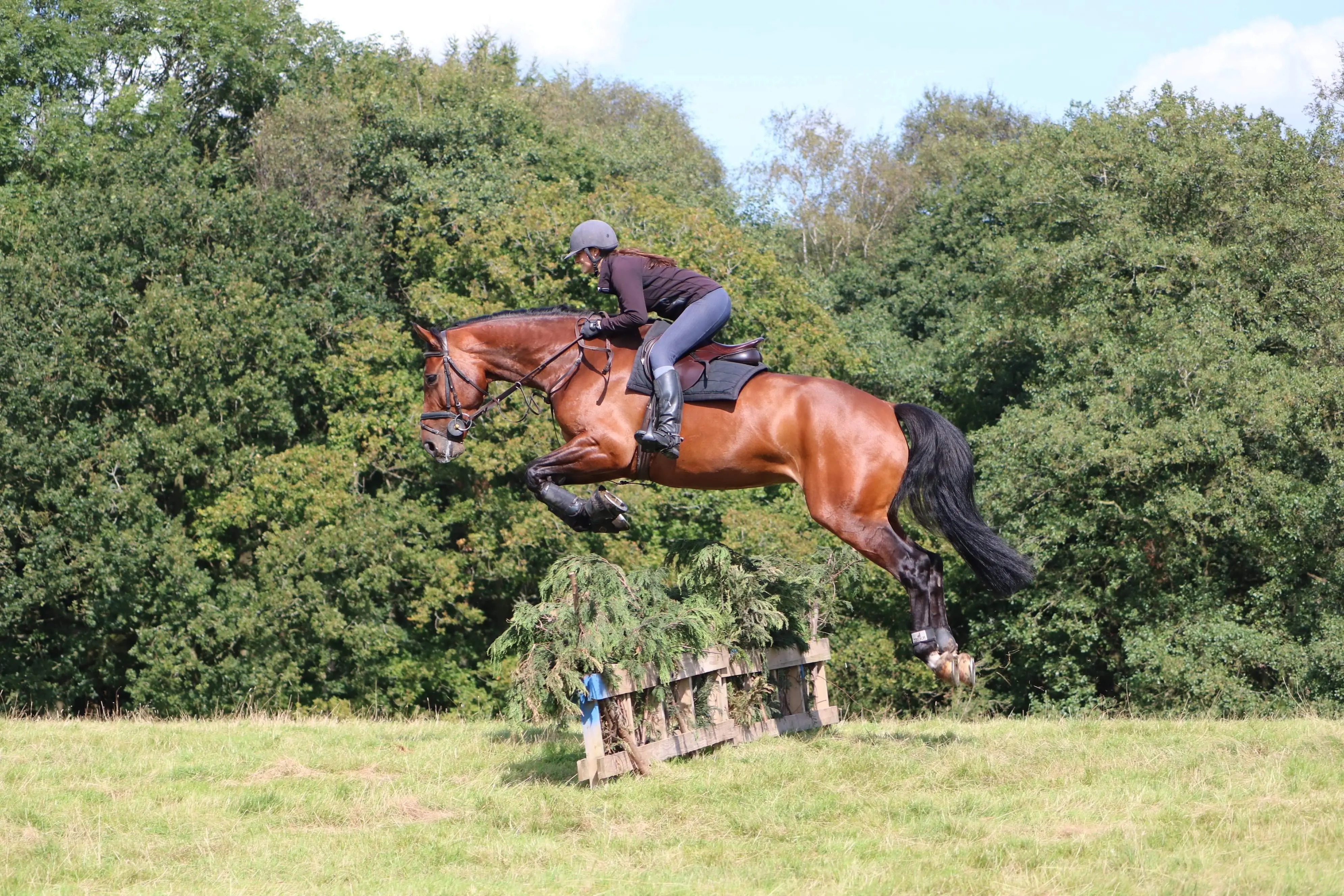 Nantwich Equine Vets practice photo