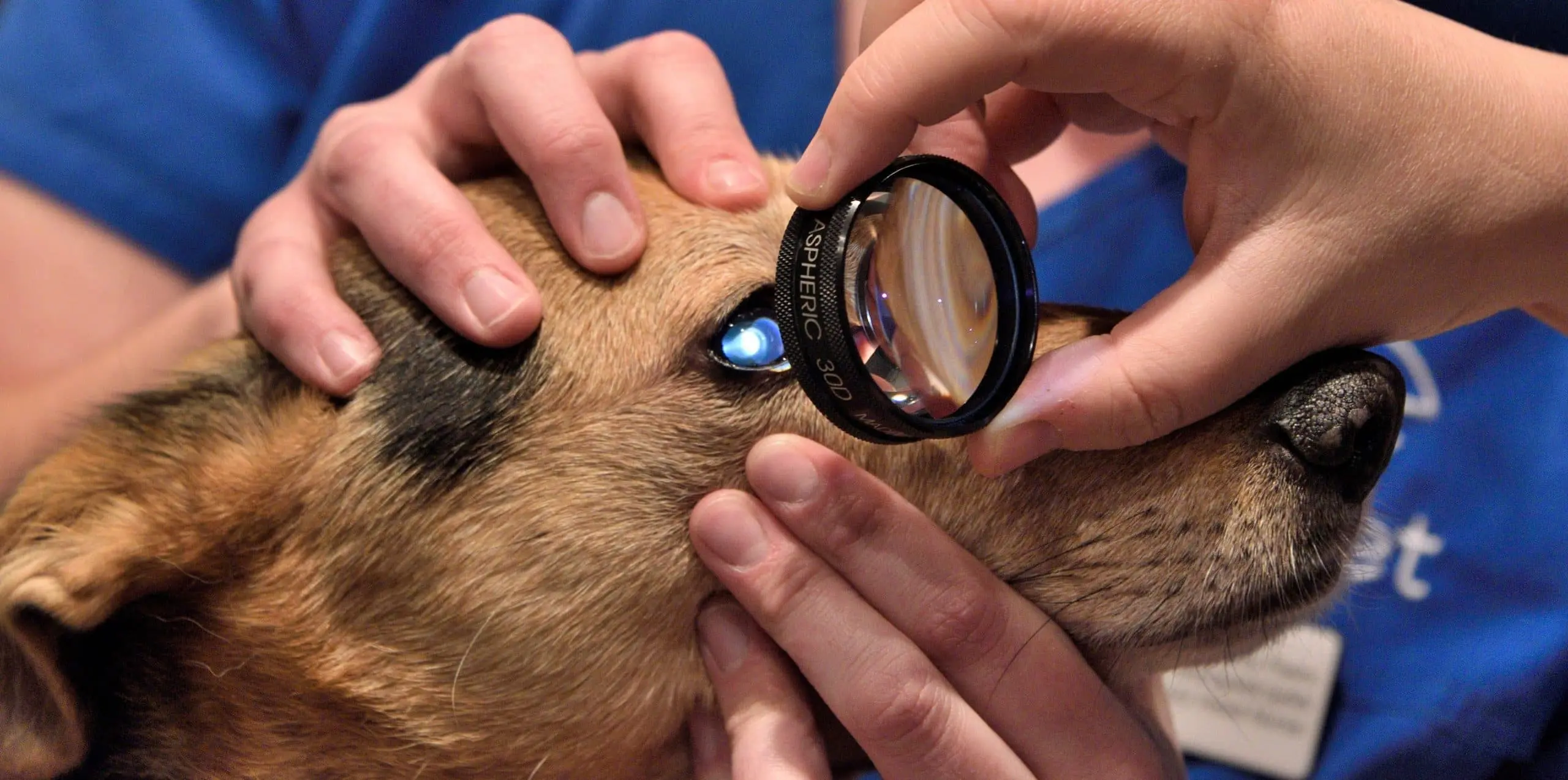 Eye Vet practice photo