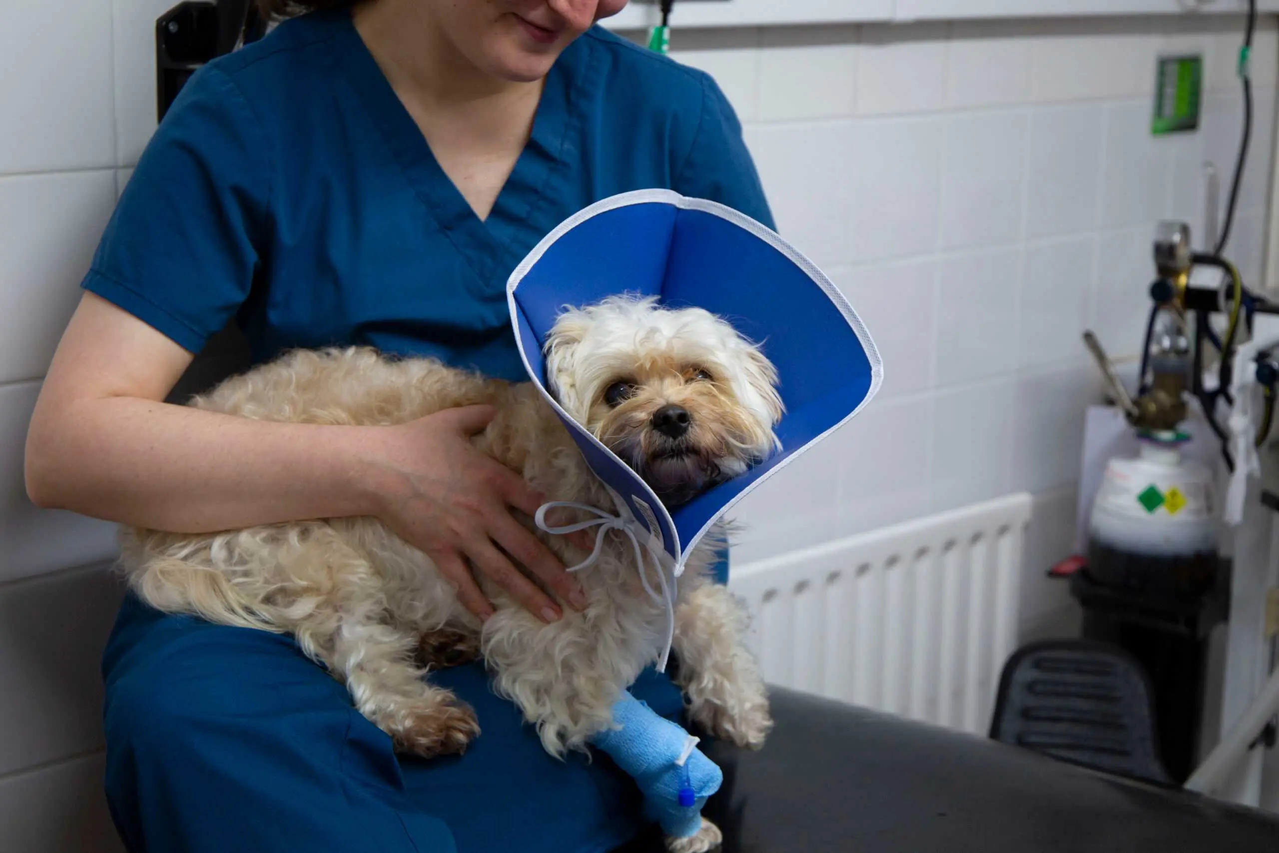 Bayswater Veterinary Clinic practice photo