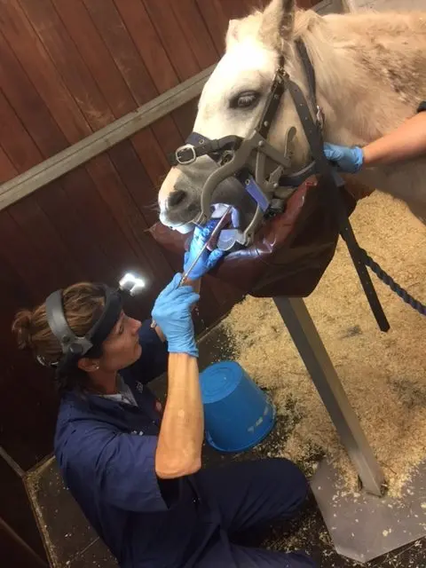 VET Equine Teeth practice photo
