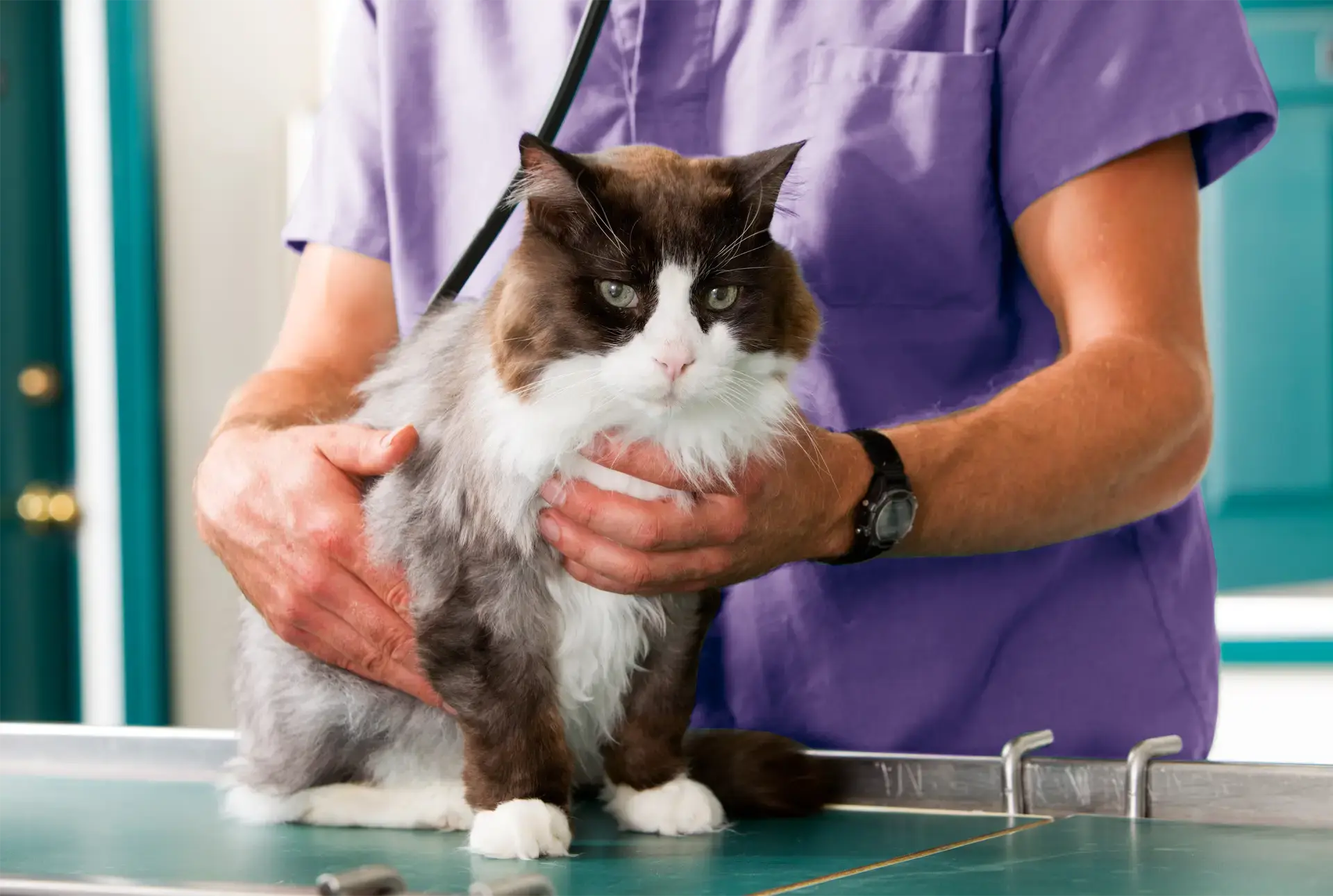 Morley Veterinary Practice practice photo