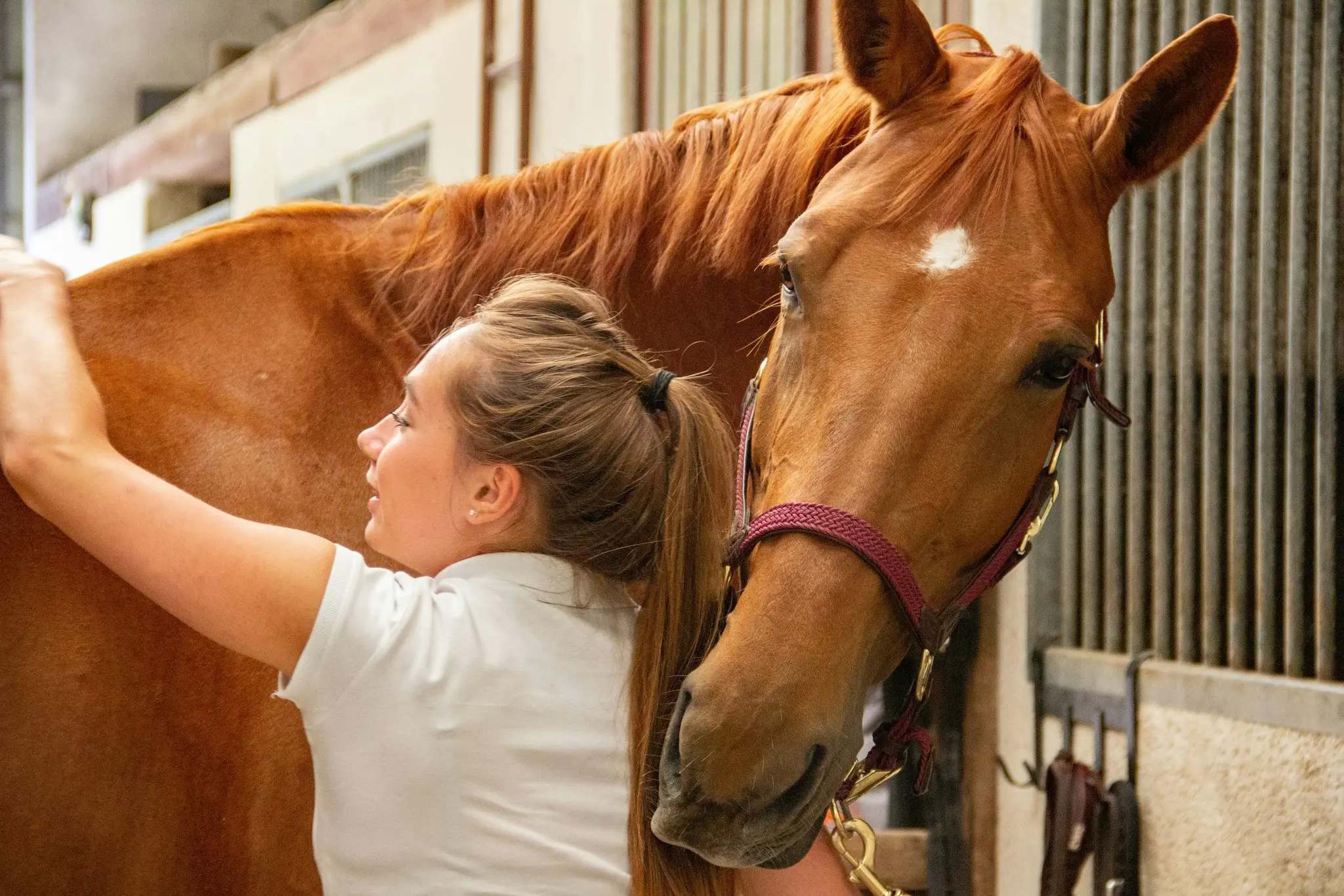 Nova Equine Vets practice photo