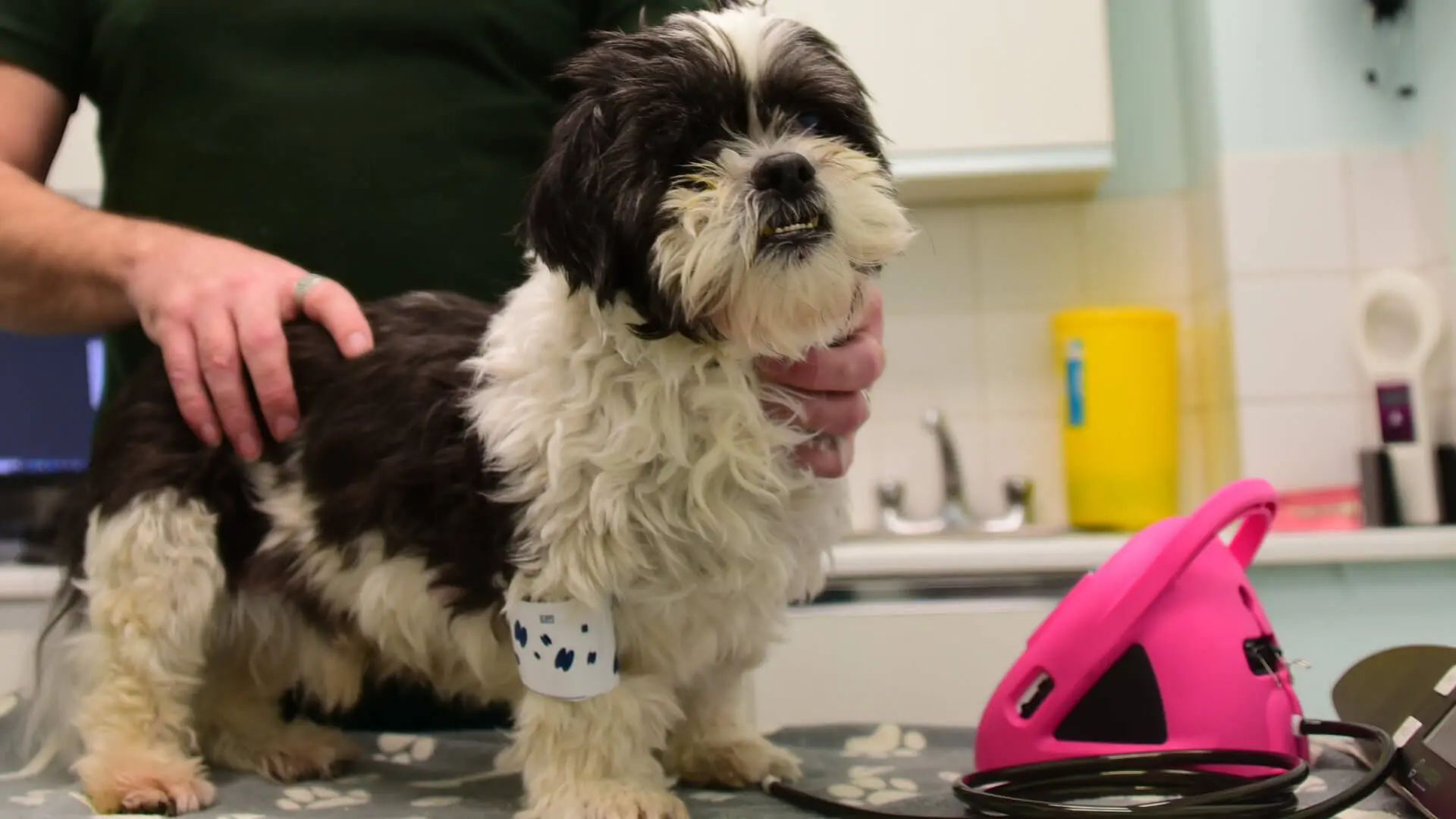 dog receiving treatment