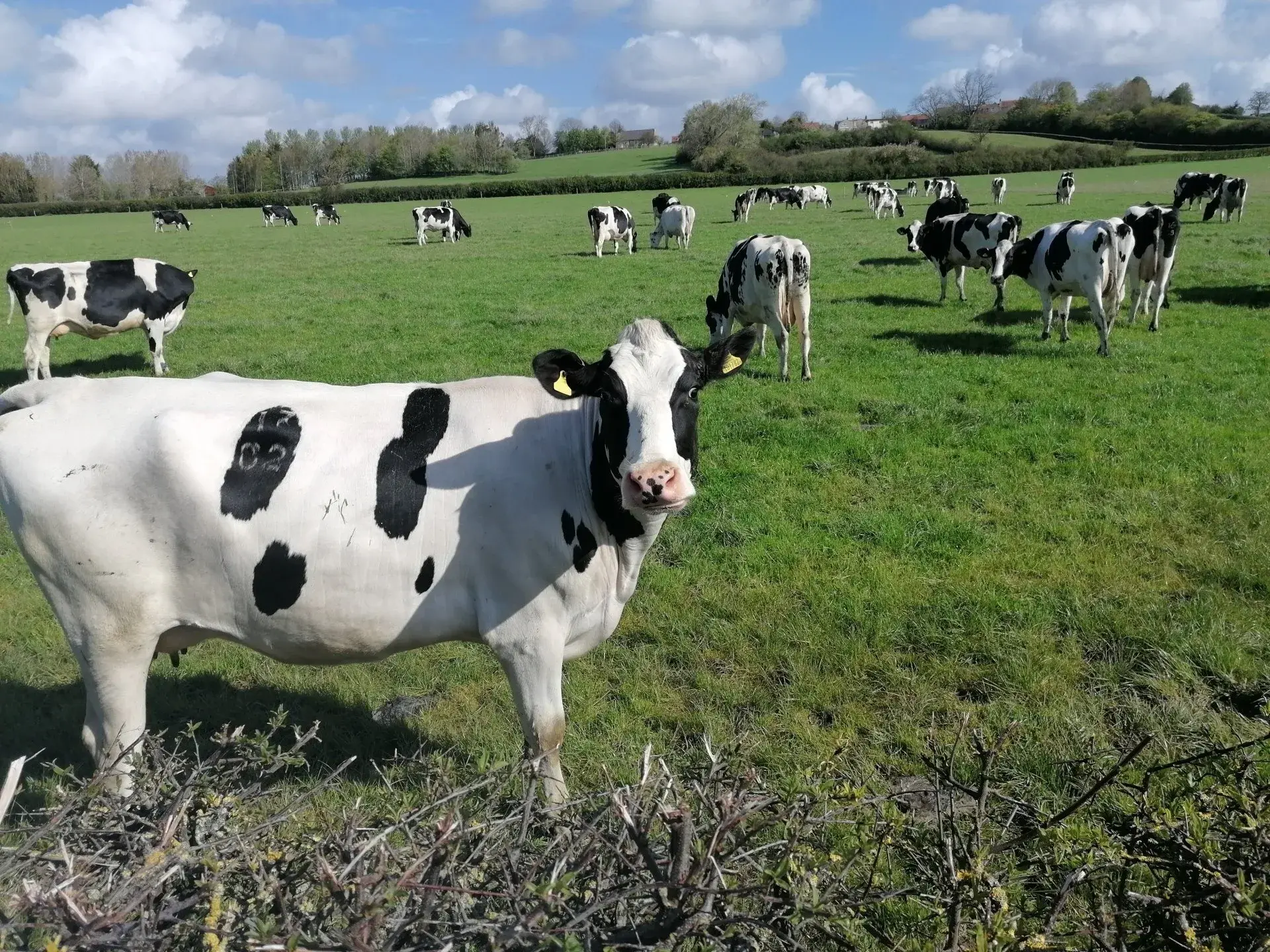 Derwent Vale Farm Vets practice photo 2