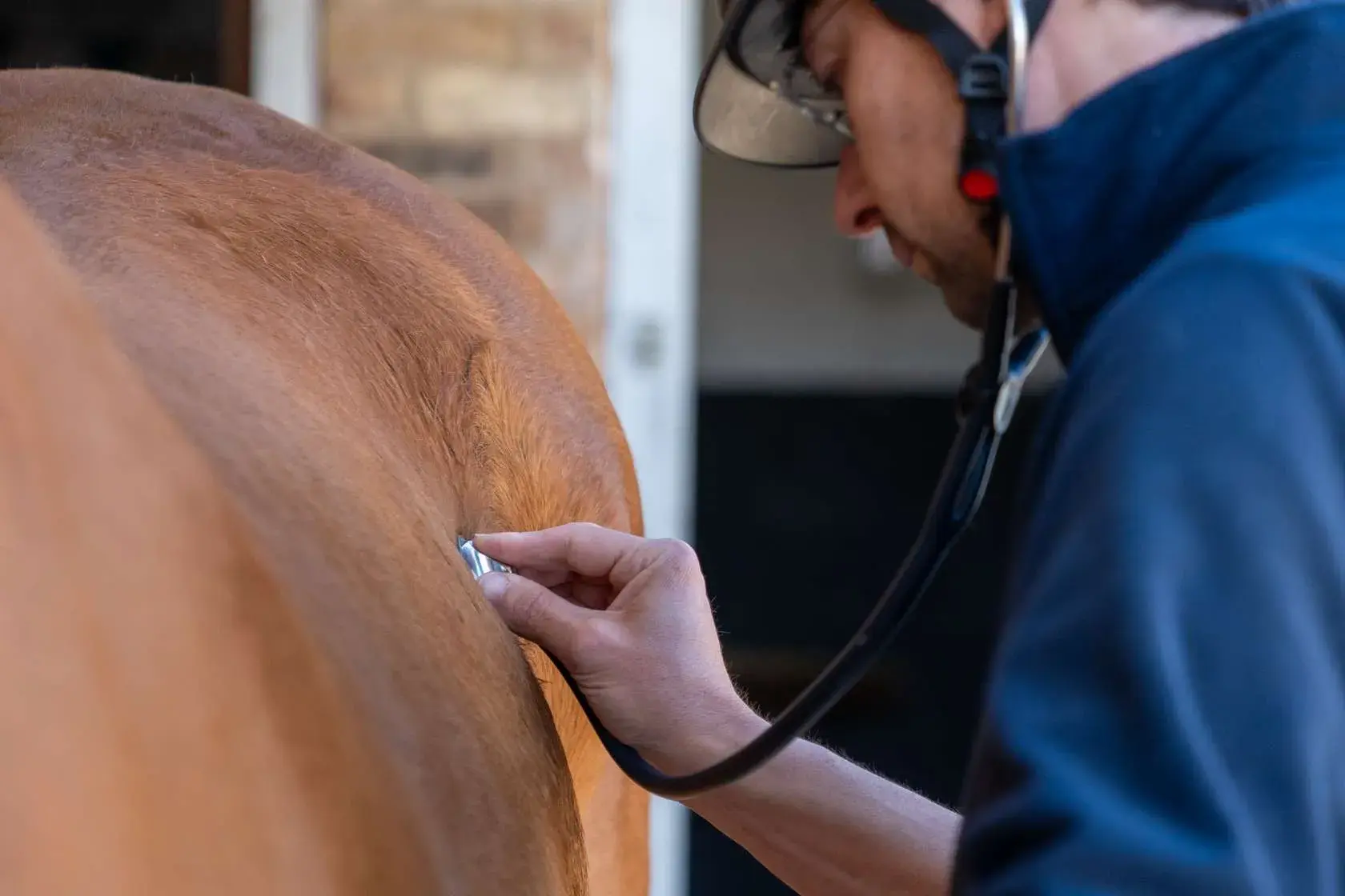 Epona Equine Vets practice photo 5