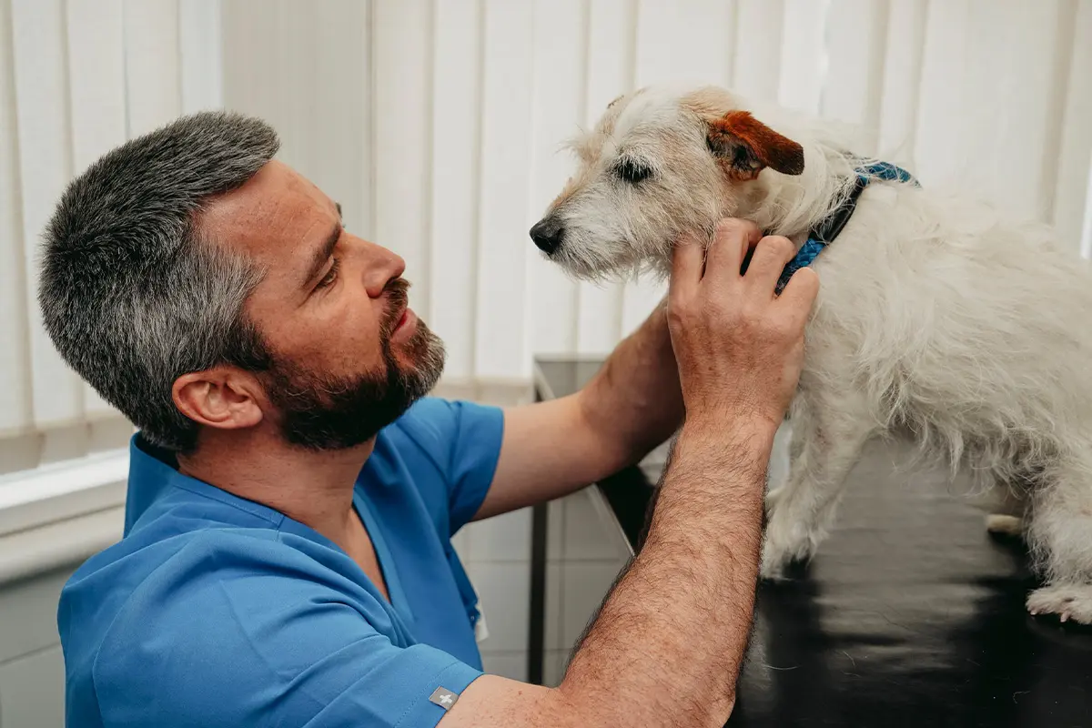 The Mayne Veterinary Clinic practice photo 2