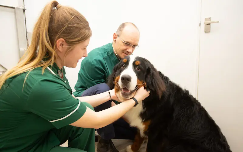 Heathfield Vets practice photo