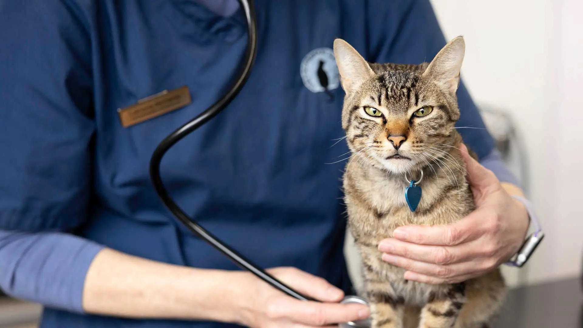 The Veterinary Cat Clinic practice photo 2