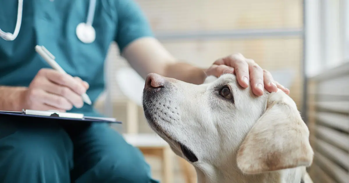 Green Veterinary Practice practice photo