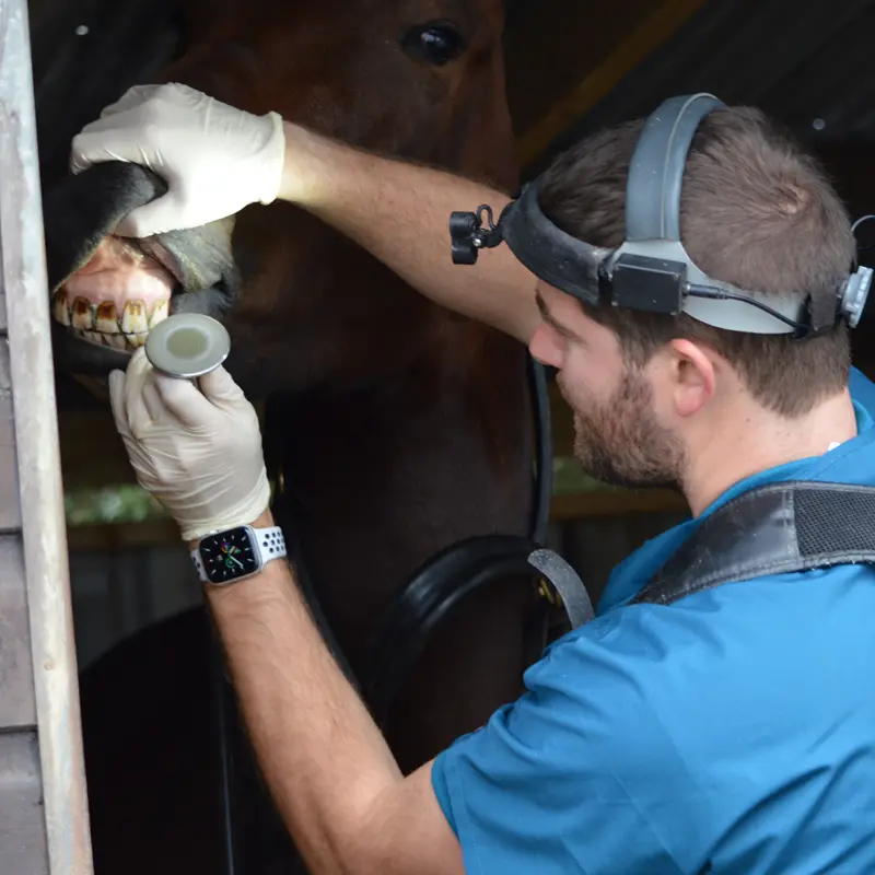 The Equine Dental Surgery practice photo 2