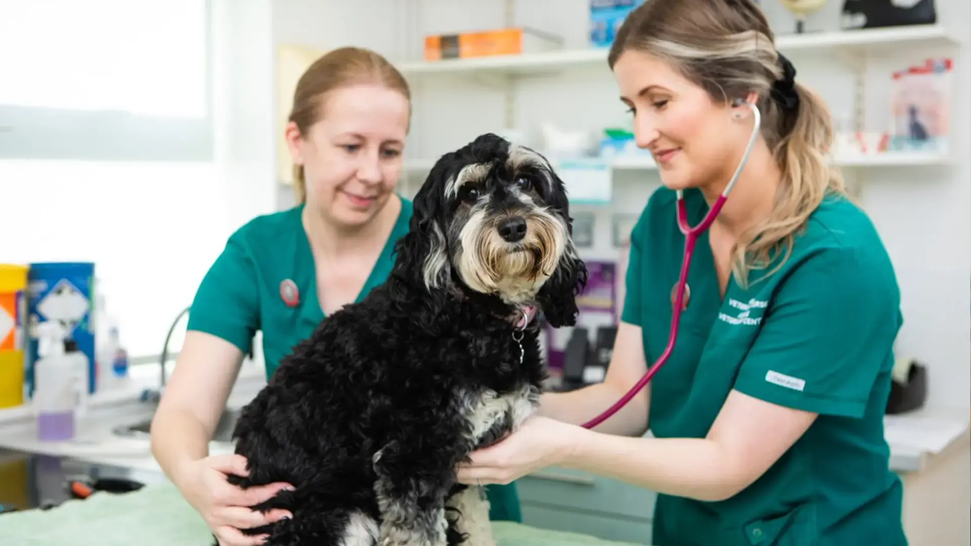 small brown and white dog having consultation