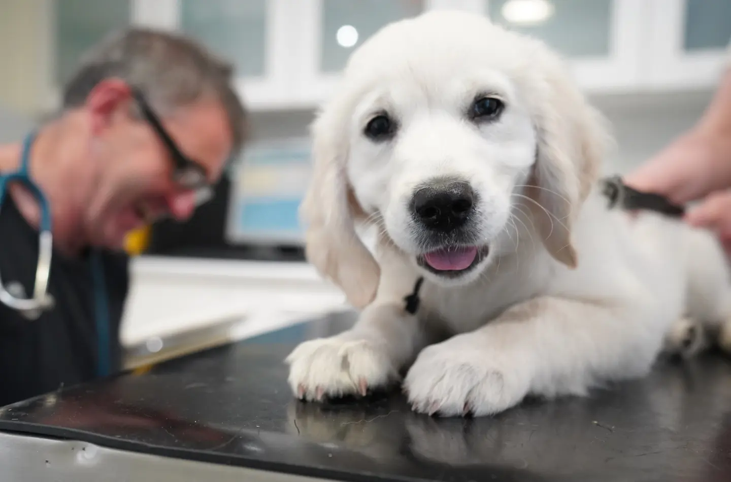 Molesey Veterinary Centre practice photo