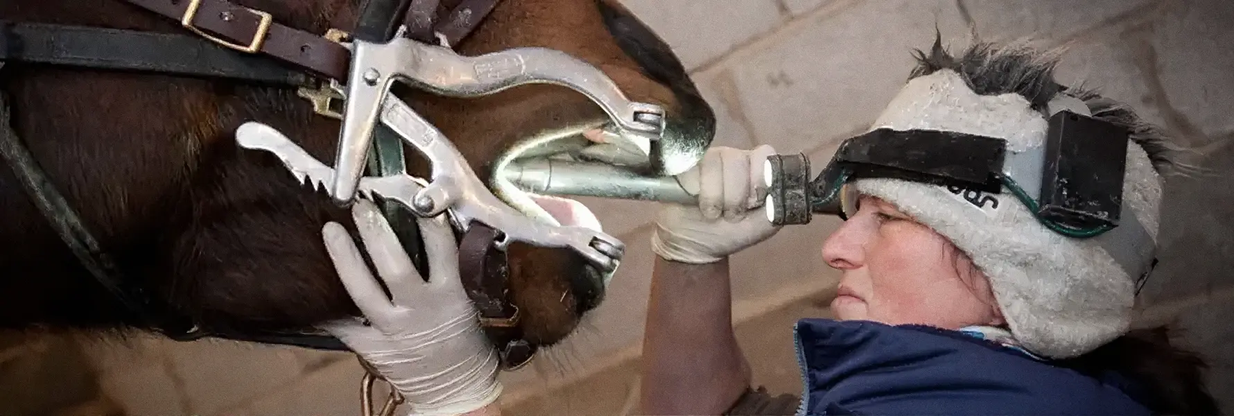Sally Kingsley Equine Dentistry practice photo
