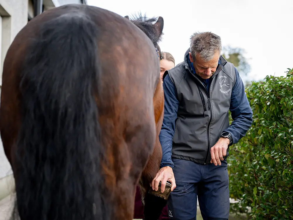 Tullyraine Equine Clinic practice photo