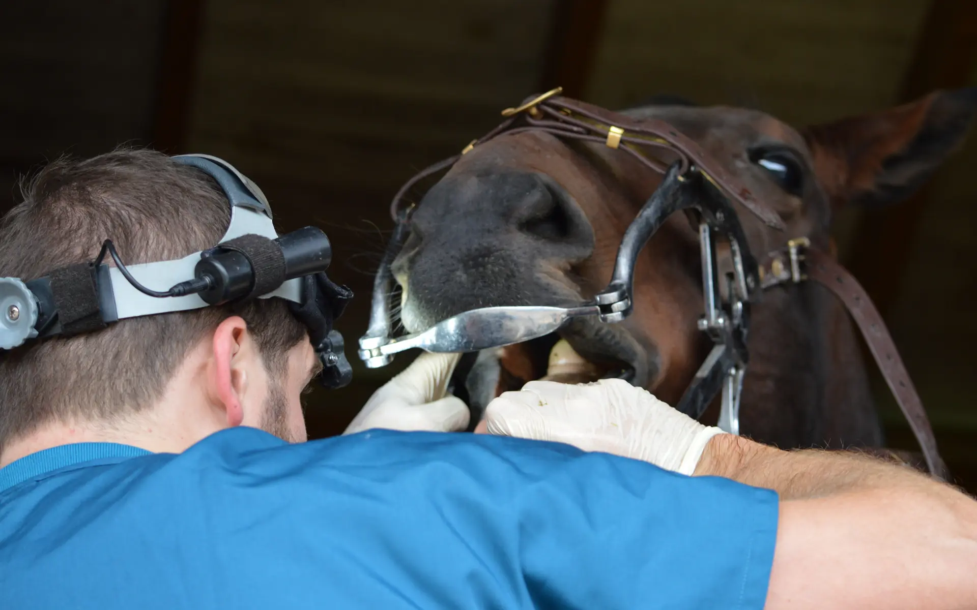 The Equine Dental Surgery practice photo