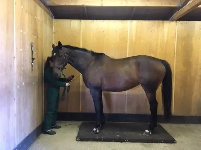 Anchorage Barn Equine Clinic practice photo 4