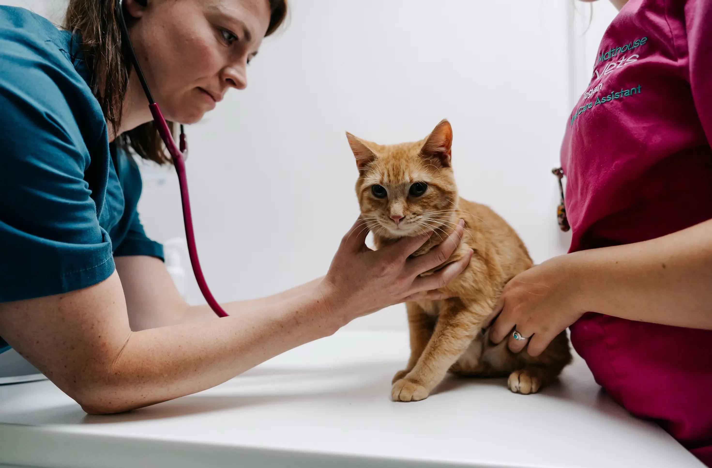 Malthouse Vets practice photo