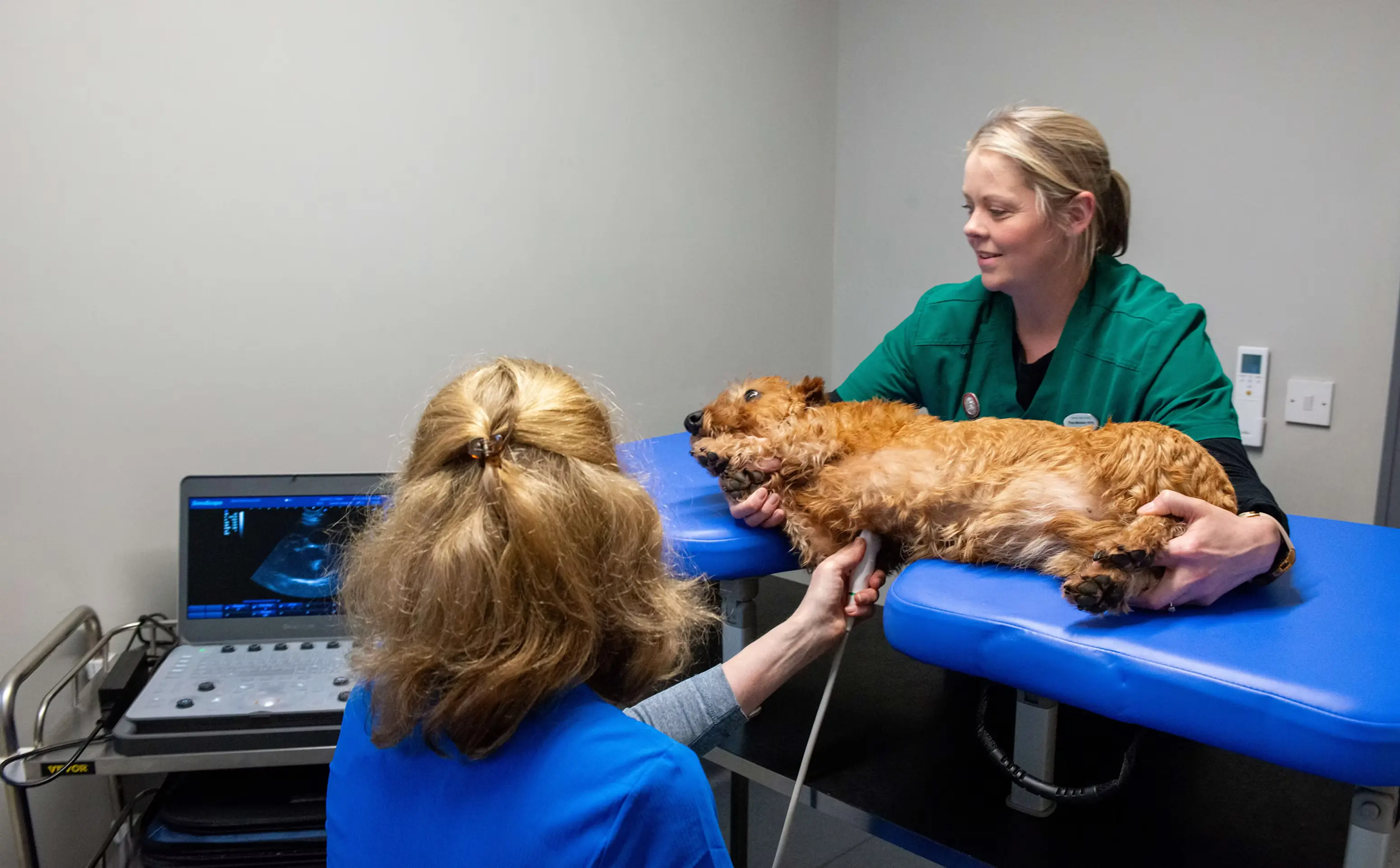 Glenn Veterinary Clinic practice photo 2