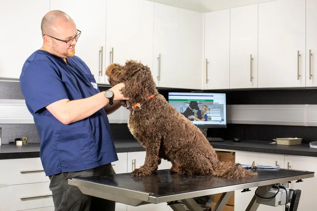 Vet Nial examining a doodle dog