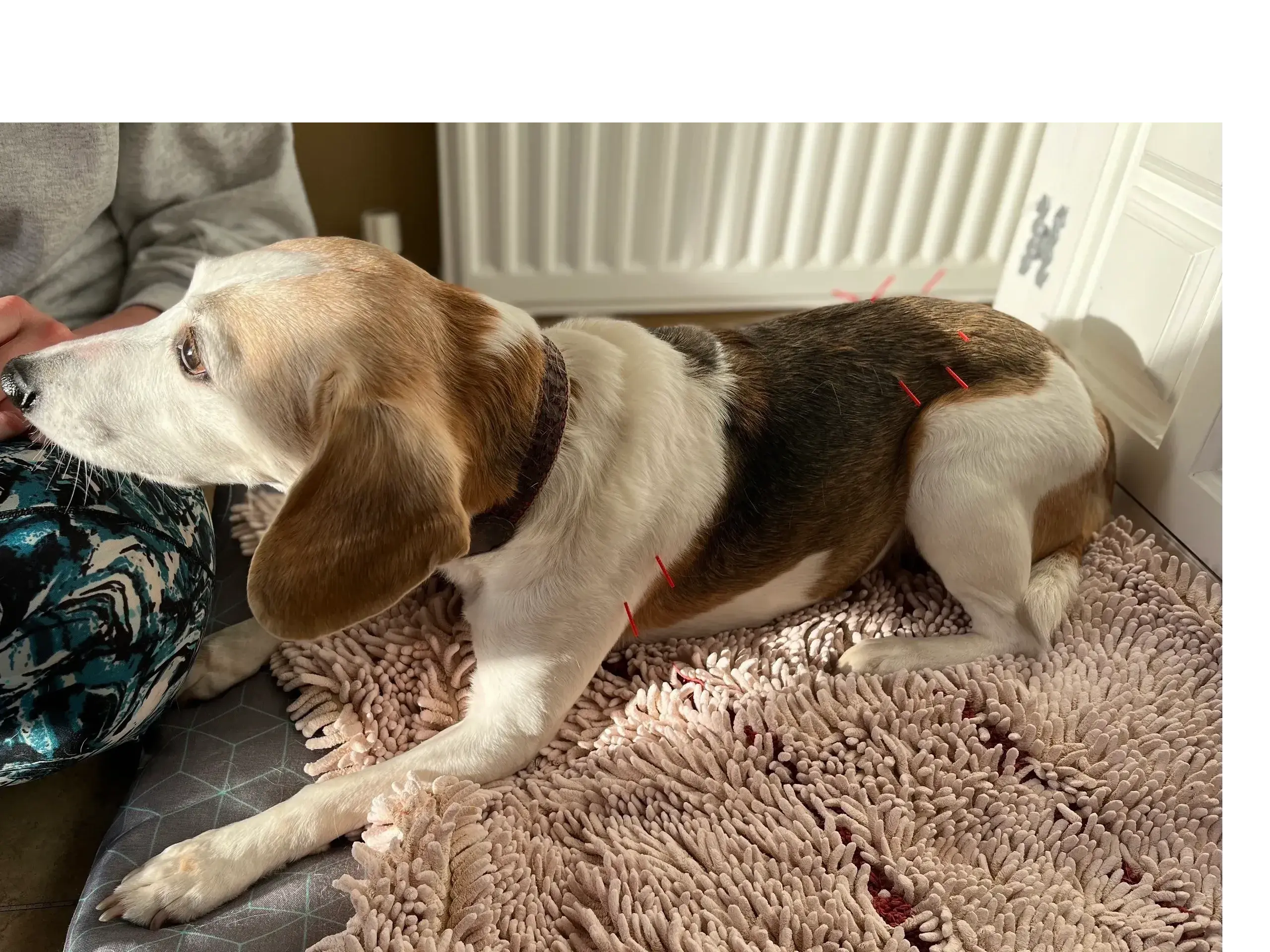 London Veterinary Acupuncture practice photo