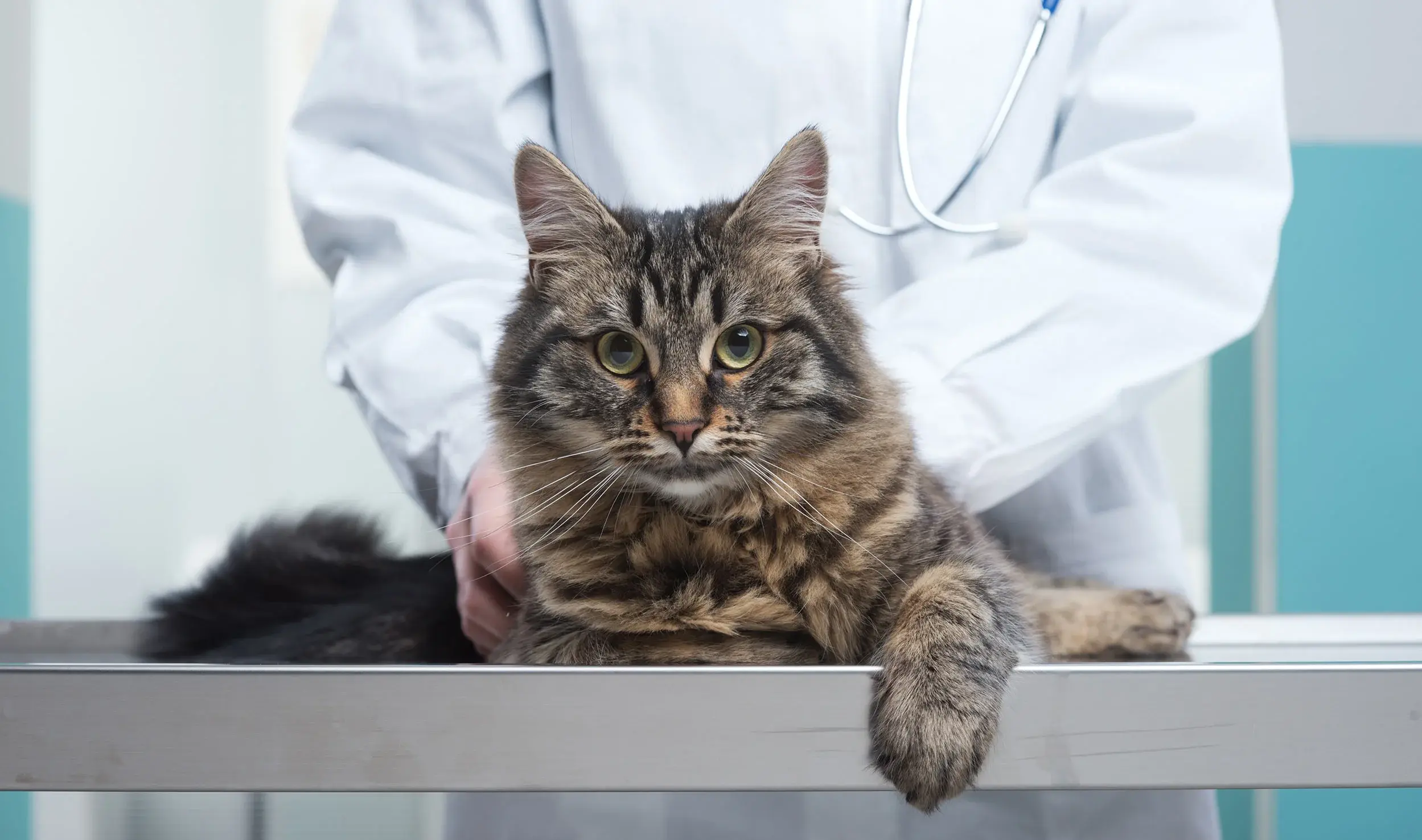 Catcuddles Cat Clinic practice photo