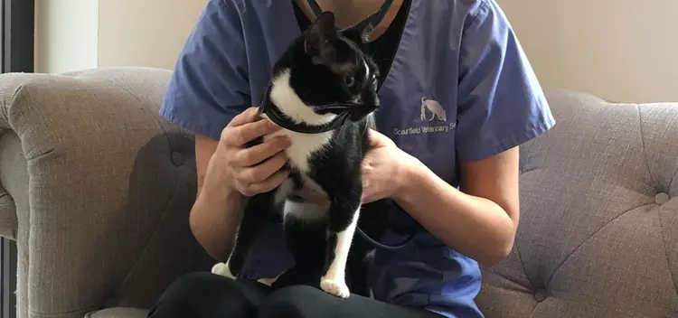 Scourfield Veterinary Services practice photo