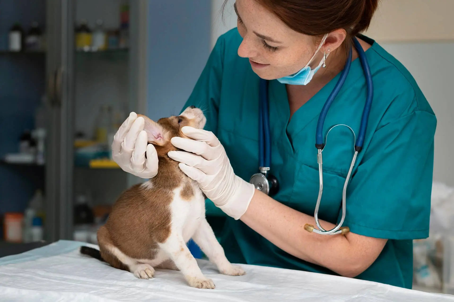 Valued Pets practice photo