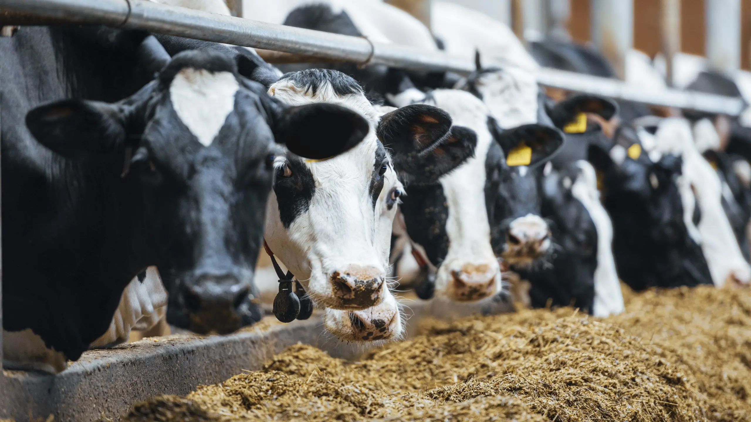 LLM Farm Vets