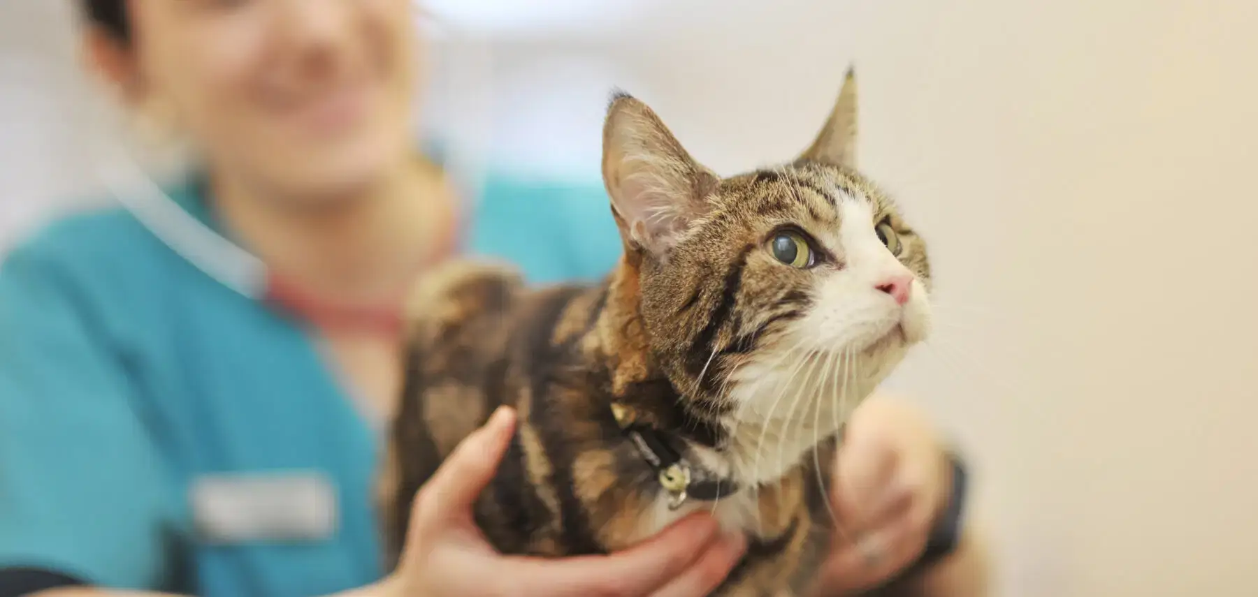 Rochford Veterinary Surgery practice photo