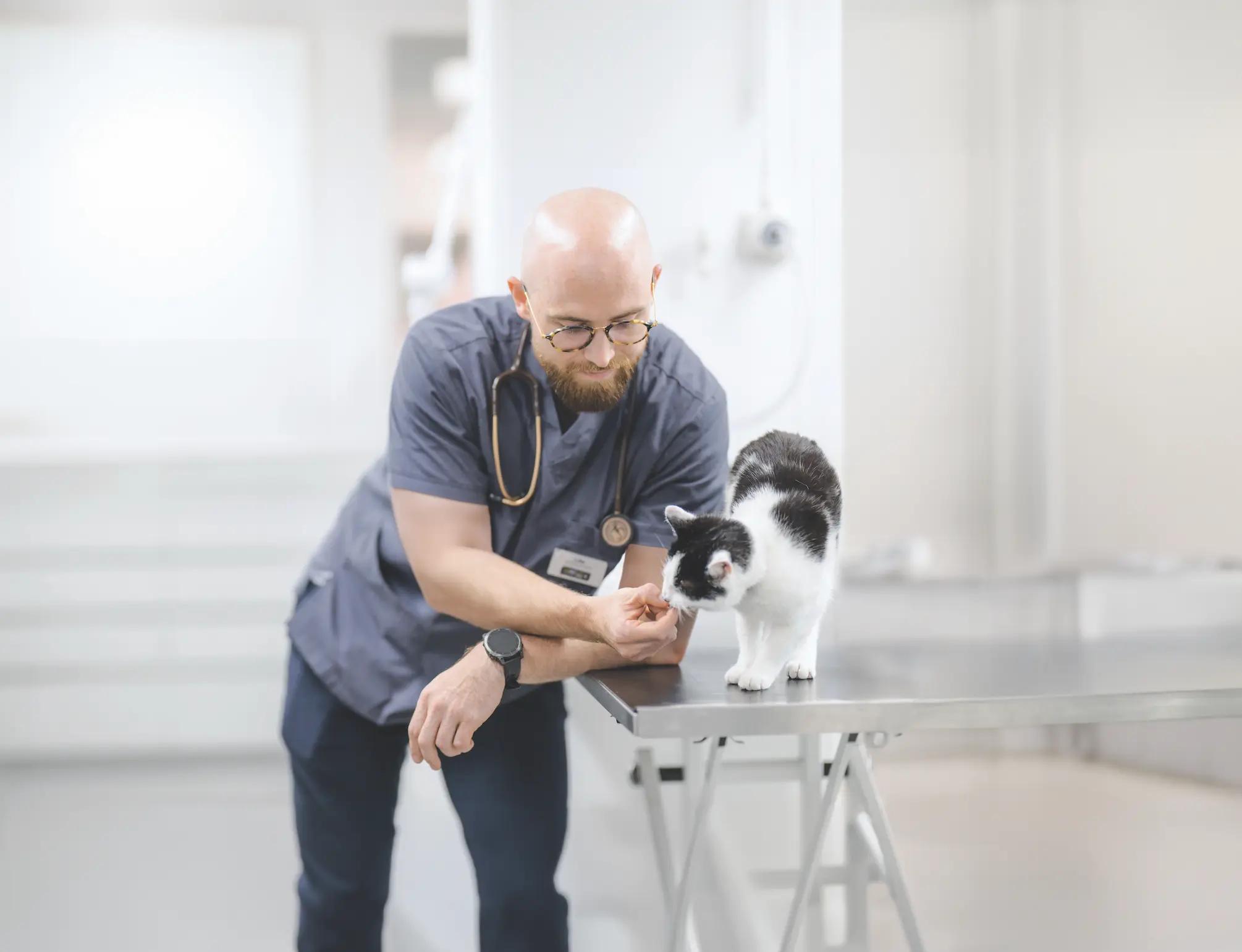 The Pet Vet - Waltham Forest practice photo 2